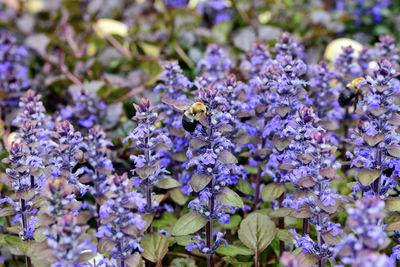 Close-up of bee pollinating on purple flowering plant