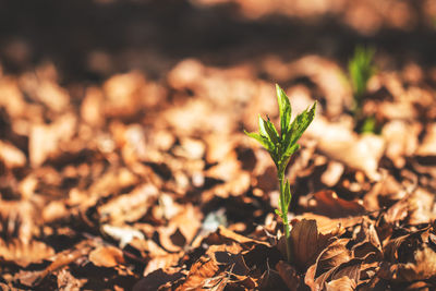 Close-up of fresh green leaves on field