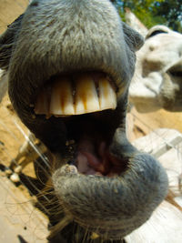 Close-up of horse