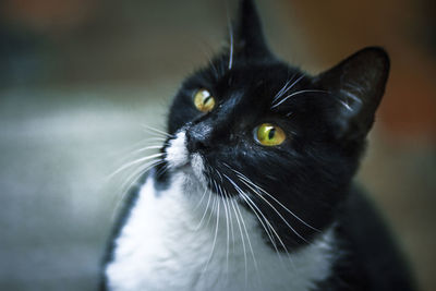 Close-up portrait of cat