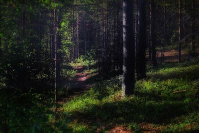 Trees growing in forest