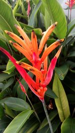 Close-up of red flowers