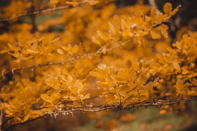 Close-up of yellow flowering plant during autumn