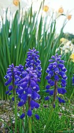 Close-up of purple flowering plant in field