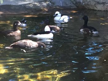 Swans swimming in lake