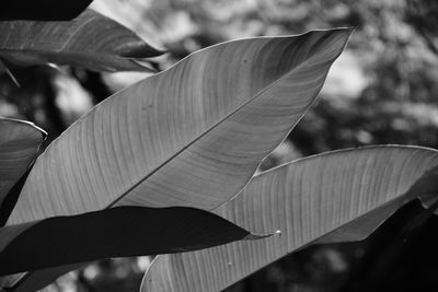 Close-up of leaves