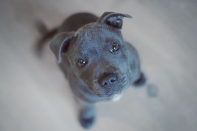 Close-up portrait of dog