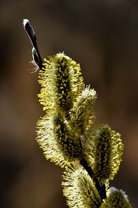 Close-up of flowering plant