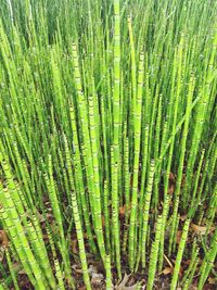 Full frame shot of crop in field