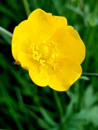 Close-up of yellow rose flower in garden