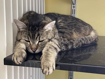 Close-up of cat sleeping