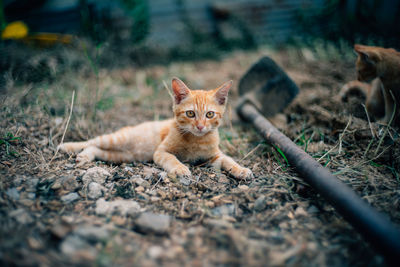 Portrait of ginger cat on field