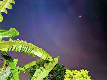 Low angle view of plants against sky at night