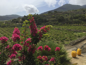 Scenic view of flowering plants on land against sky