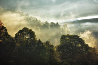 Trees growing during foggy weather