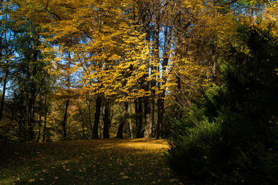 Trees in forest during autumn