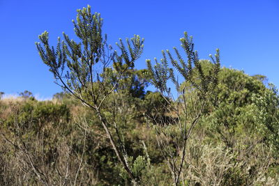 Close-up of fresh plants against clear blue sky