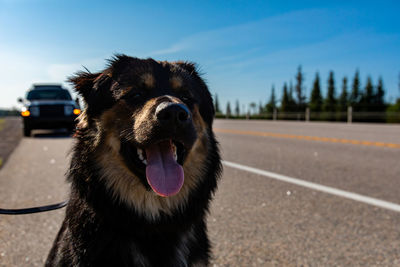 Close-up of a dog on the road