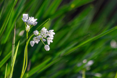 Close-up of white flowers growing on tree