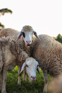 Sheep in a field