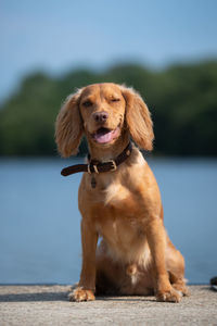 Portrait of a dog looking away