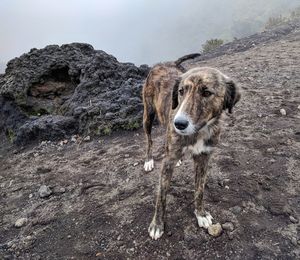 Dog on rock against sky