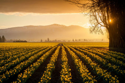 Scenic view of field against sky during sunset