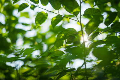 Close-up of fresh green leaves