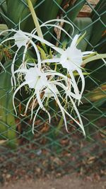 Close-up of plant