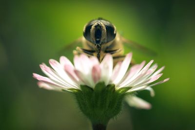 Close-up of bee pollinating flower