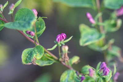 Close-up of pink flowering plant