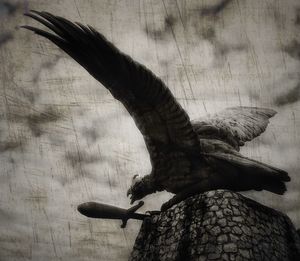 Close-up of bird against sky