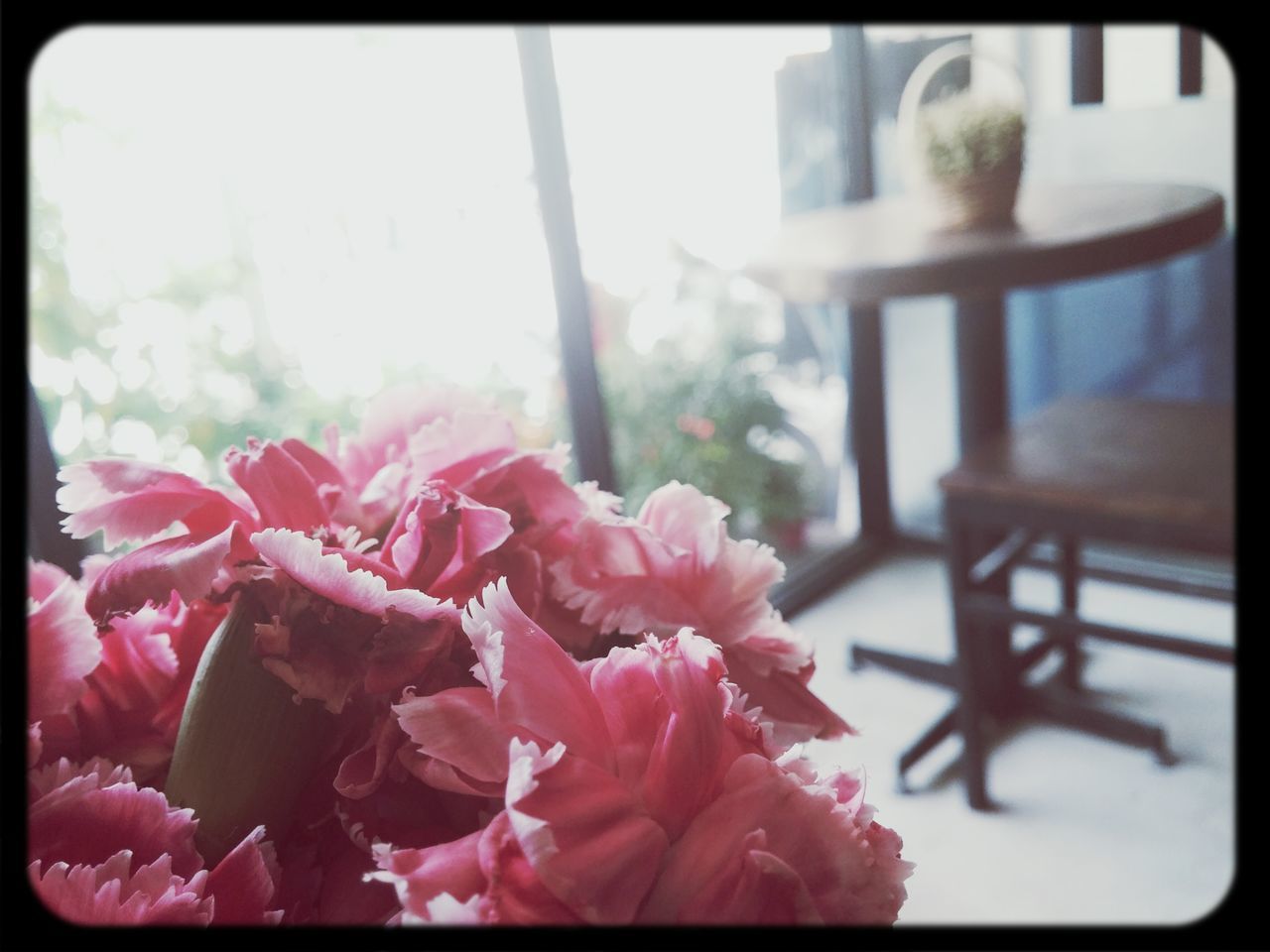 flower, transfer print, auto post production filter, focus on foreground, petal, indoors, freshness, fragility, close-up, red, flower head, growth, plant, selective focus, beauty in nature, nature, pink color, day, home interior, potted plant