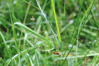 Close-up of ladybug on grass