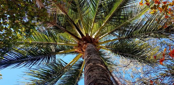 Low angle view of palm trees against sky