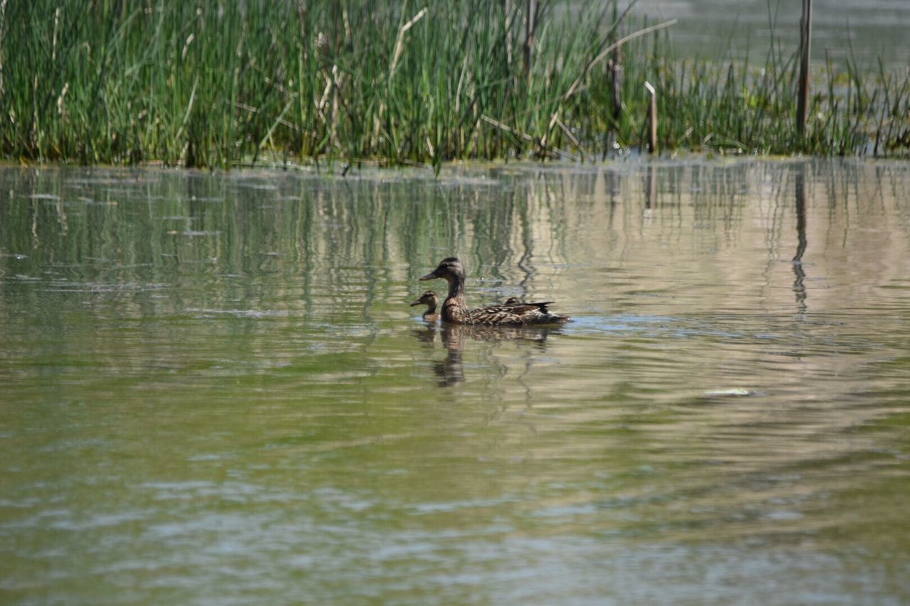 water, lake, waterfront, animal themes, reflection, swimming, animals in the wild, wildlife, nature, bird, rippled, duck, one animal, tranquility, plant, day, two animals, outdoors, beauty in nature, river