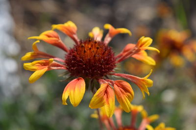 Close-up of flowers blooming outdoors