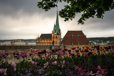 Purple flowering plants by building against sky