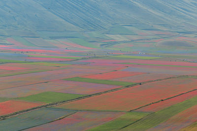 Full frame shot of agricultural field