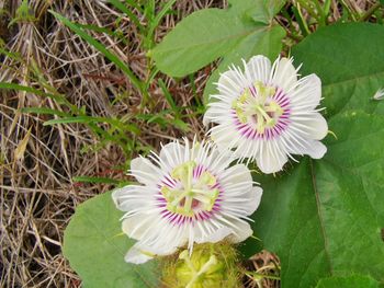 High angle view of white flowering plants