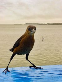 Close-up of bird perching on sea against sky