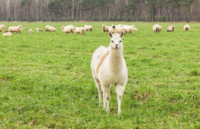 Alpaka in a field