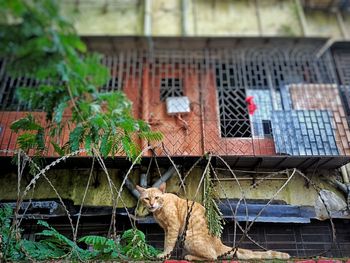 Cat looking at a building