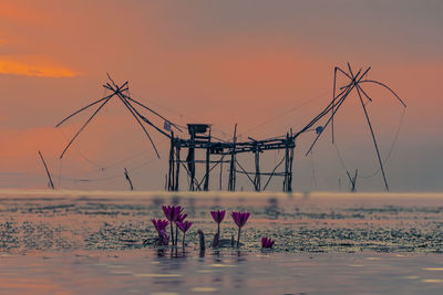 View of flowering plants against sea during sunset