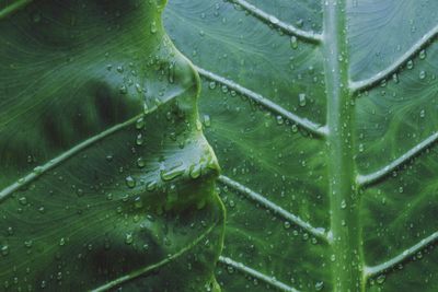 Close-up of wet plant leaves during rainy season