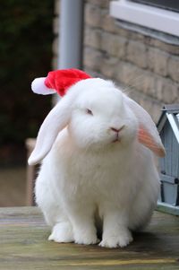 Close of white rabbit on table