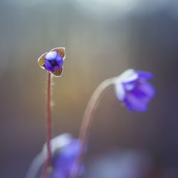 Beautiful blue anemone flower on the spring forest ground. shallow depth of field.