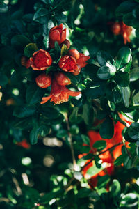 Close-up of red flowering plant