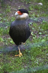 Close-up of caracara on field