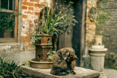 Portrait of dog sitting on retaining wall